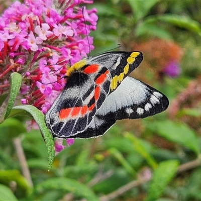 Delias harpalyce (Imperial Jezebel) at Braidwood, NSW - 11 Jan 2025 by MatthewFrawley