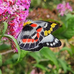 Delias harpalyce at Braidwood, NSW - 11 Jan 2025 10:11 AM