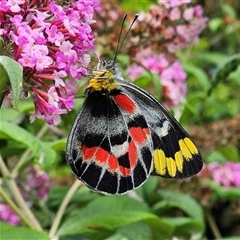 Delias harpalyce at Braidwood, NSW - 11 Jan 2025 10:11 AM