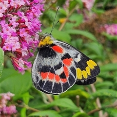 Delias harpalyce at Braidwood, NSW - 11 Jan 2025 10:11 AM