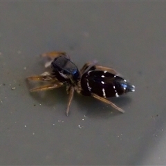 Apricia jovialis (Jovial jumping spider) at Florey, ACT - 18 Dec 2024 by KorinneM