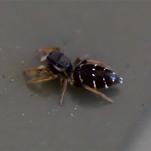 Apricia jovialis (Jovial jumping spider) at Florey, ACT by KorinneM