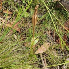 Pterostylis sp. (A Greenhood) at Tennent, ACT - 11 Jan 2025 by Bubbles