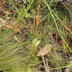 Pterostylis sp. (A Greenhood) at Tennent, ACT by Bubbles