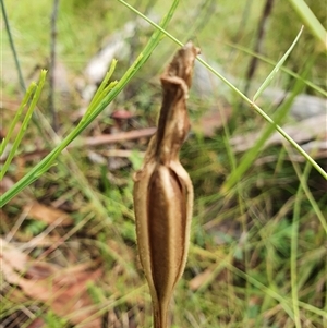 Pterostylis sp. at Tennent, ACT - 11 Jan 2025