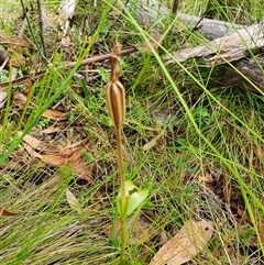 Pterostylis sp. at Tennent, ACT - 11 Jan 2025