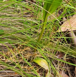 Pterostylis sp. at Tennent, ACT - 11 Jan 2025