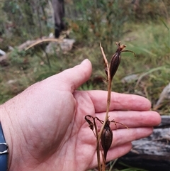 Diuris sp. (A Donkey Orchid) at Tennent, ACT - 11 Jan 2025 by Bubbles