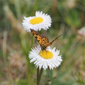 Oreixenica orichora at Cotter River, ACT by RAllen