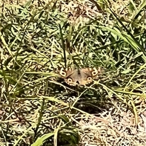 Junonia villida (Meadow Argus) at Rendezvous Creek, ACT by JimL