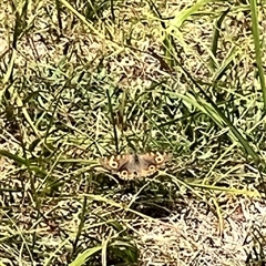 Junonia villida at Rendezvous Creek, ACT - 11 Jan 2025 12:00 PM