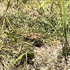 Junonia villida at Rendezvous Creek, ACT - 11 Jan 2025 12:00 PM