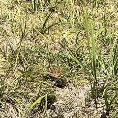 Junonia villida at Rendezvous Creek, ACT - 11 Jan 2025 12:00 PM