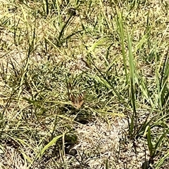 Junonia villida at Rendezvous Creek, ACT - 11 Jan 2025 12:00 PM