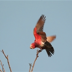 Eolophus roseicapilla (Galah) at Marla, SA - 6 Jun 2022 by AlisonMilton