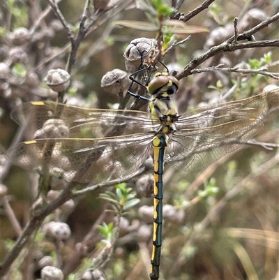 Hemicordulia tau (Tau Emerald) at Yarralumla, ACT - 11 Jan 2025 by LeahColebrook