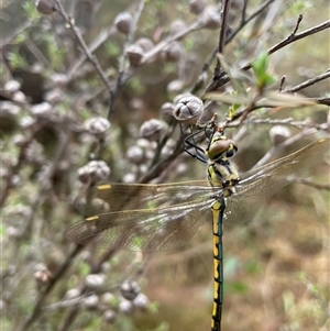 Hemicordulia tau at Yarralumla, ACT - 11 Jan 2025 10:05 AM