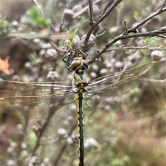 Hemicordulia tau at Yarralumla, ACT - 11 Jan 2025 10:05 AM