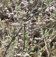 Hemicordulia tau at Yarralumla, ACT - 11 Jan 2025 10:05 AM