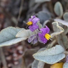 Unidentified Other Shrub at Marla, SA - 5 Jun 2022 by AlisonMilton