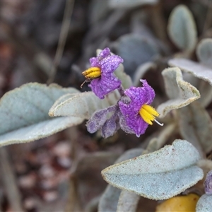 Unidentified Other Shrub at Marla, SA by AlisonMilton