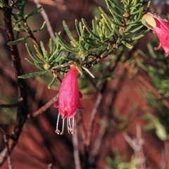 Eremophila sp. at Marla, SA - 5 Jun 2022 by AlisonMilton