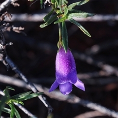 Eremophila sp. at Marla, SA - 5 Jun 2022 by AlisonMilton