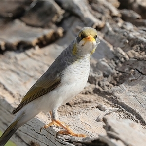 Manorina flavigula (Yellow-throated Miner) at Ghan, NT by AlisonMilton