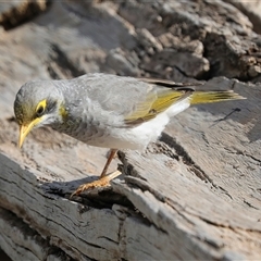 Manorina flavigula at Ghan, NT - 6 Jun 2022 12:42 PM