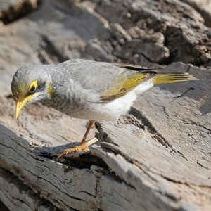 Manorina flavigula at Ghan, NT - 6 Jun 2022