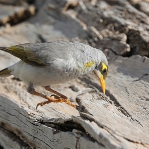 Manorina flavigula at Ghan, NT - 6 Jun 2022 12:42 PM