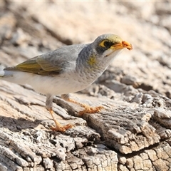 Manorina flavigula at Ghan, NT - 6 Jun 2022