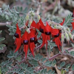 Swainsona formosa (Sturt's Desert Pea) at Desert Springs, NT - 6 Jun 2022 by AlisonMilton