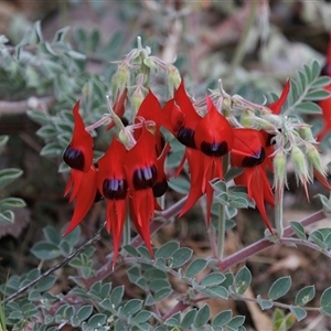 Swainsona formosa (Sturt's Desert Pea) at Desert Springs, NT by AlisonMilton