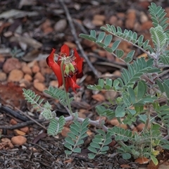 Swainsona formosa at Desert Springs, NT - 6 Jun 2022 05:49 PM