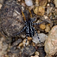 Nyssus coloripes (Spotted Ground Swift Spider) at Florey, ACT - 17 Dec 2024 by KorinneM