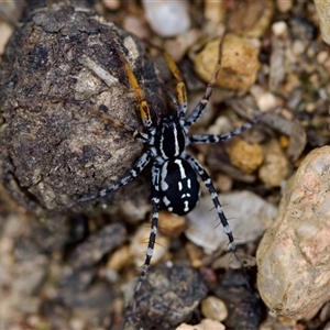 Nyssus coloripes (Spotted Ground Swift Spider) at Florey, ACT by KorinneM