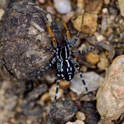 Nyssus coloripes (Spotted Ground Swift Spider) at Florey, ACT - 17 Dec 2024 by KorinneM