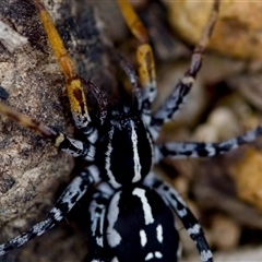 Nyssus coloripes at Florey, ACT - 17 Dec 2024