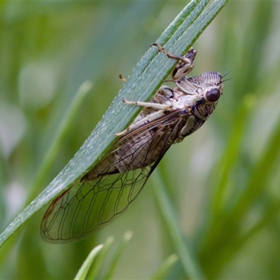 Yoyetta celis (Silver Princess Cicada) at Florey, ACT - 17 Dec 2024 by KorinneM