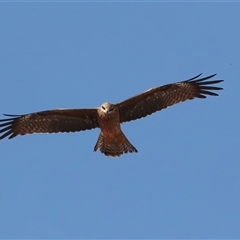 Milvus migrans (Black Kite) at Ghan, NT - 6 Jun 2022 by AlisonMilton