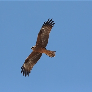 Milvus migrans at Ghan, NT - 6 Jun 2022 12:35 PM