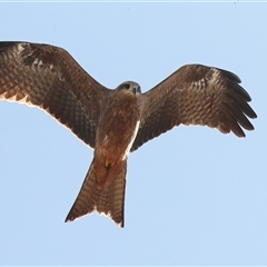 Milvus migrans at Ghan, NT - 6 Jun 2022 12:35 PM