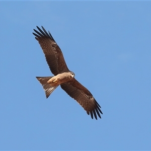 Milvus migrans at Ghan, NT - 6 Jun 2022 12:35 PM