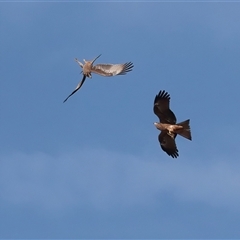 Milvus migrans at Ghan, NT - 6 Jun 2022 12:35 PM