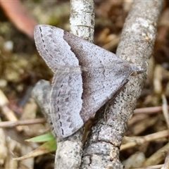 Dichromodes (genus) at Moruya, NSW - 8 Jan 2025 by LisaH