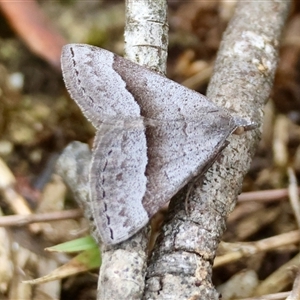 Dichromodes ornata at Moruya, NSW - suppressed