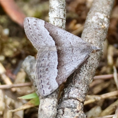 Dichromodes (genus) at Moruya, NSW - 8 Jan 2025 by LisaH