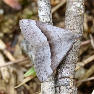 Dichromodes ornata at Moruya, NSW - suppressed