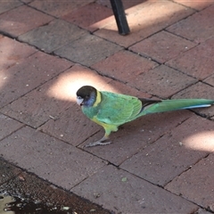 Barnardius zonarius (Australian Ringneck) at Alice Springs, NT - 7 Jun 2022 by AlisonMilton